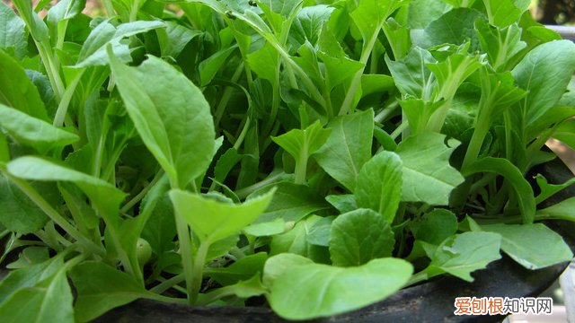 小青菜怎么种好 小青菜怎么种