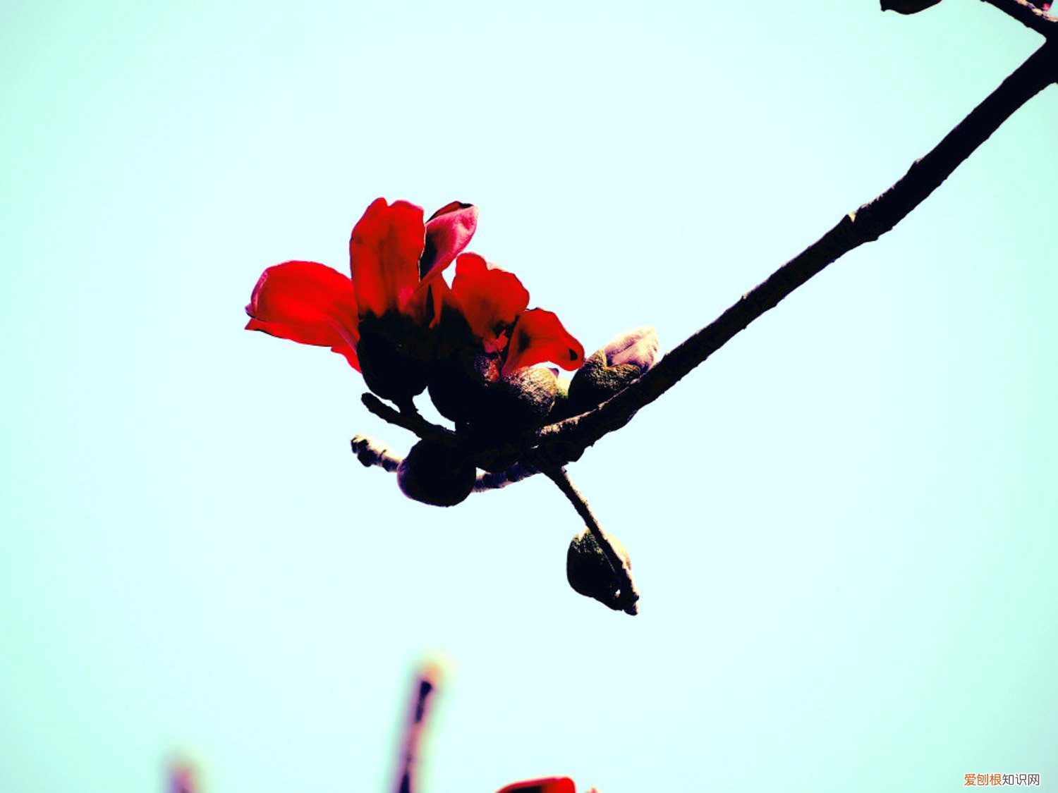 木棉扦插方法,扦插苗要多久开花呢 木棉扦插方法,扦插苗要多久开花