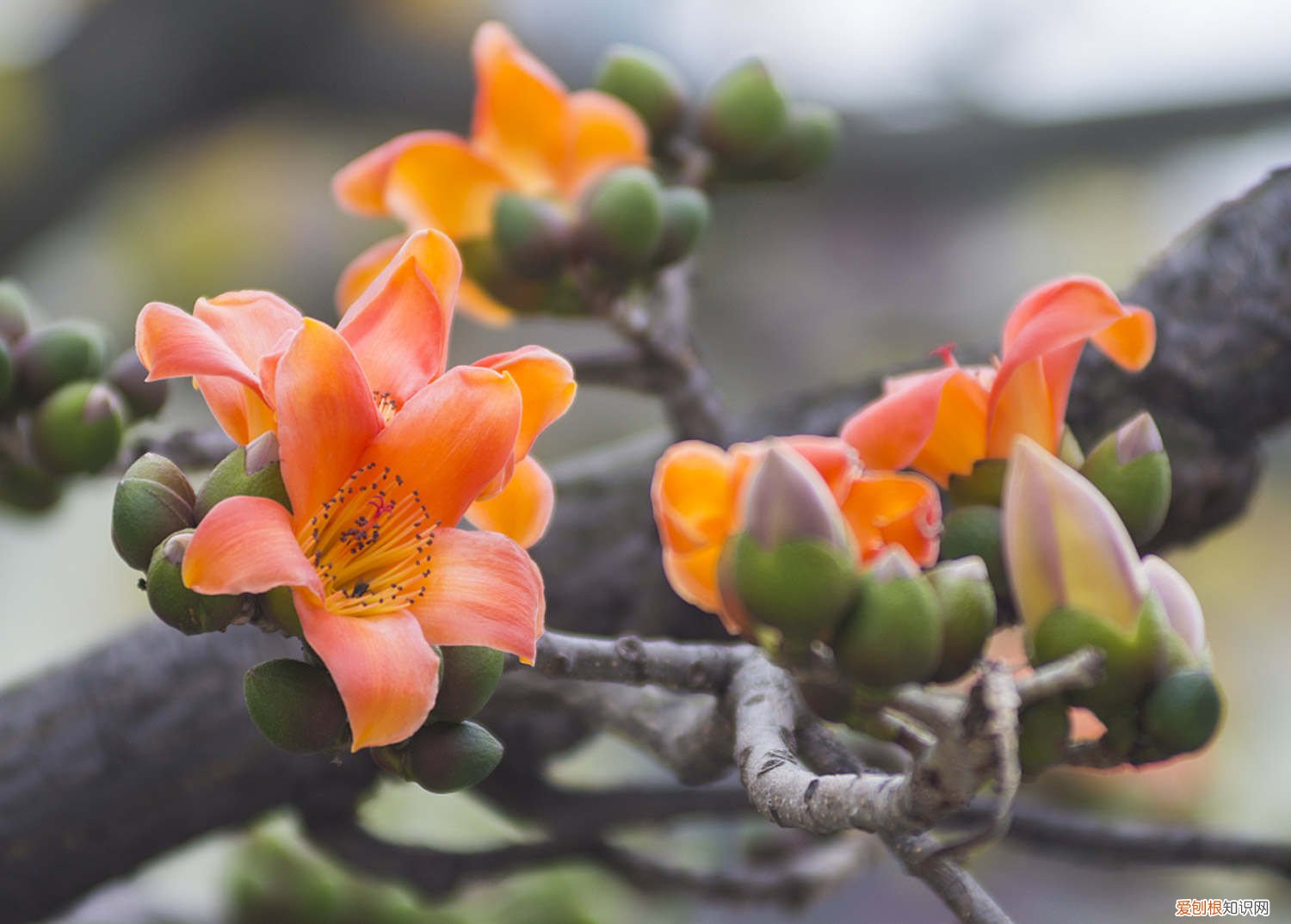 木棉在北方可以栽植吗 木棉在北方能生长吗,耐寒吗