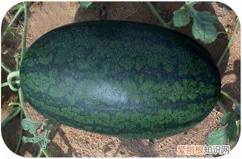 黑美人西瓜有毒吗如何挑选黑美人西瓜