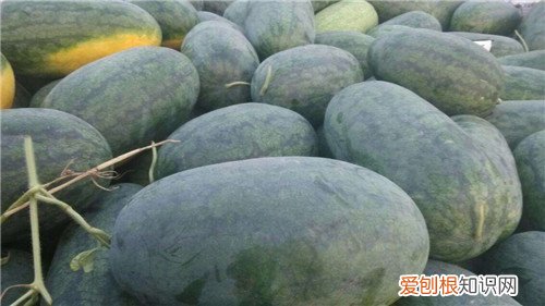 黑美人西瓜有毒吗如何挑选黑美人西瓜