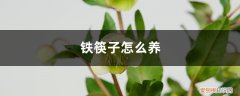 铁筷子养多久开花 铁筷子怎么养