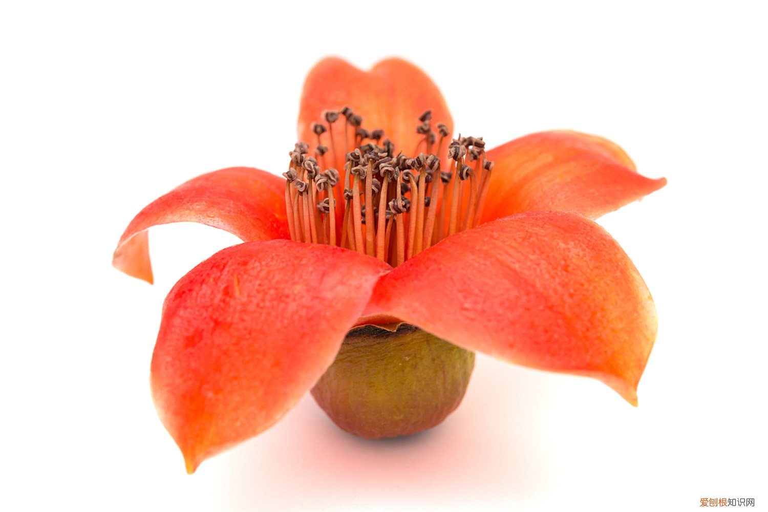 木棉花盆栽怎么养 盆栽木棉花怎么浇水，怎么种植