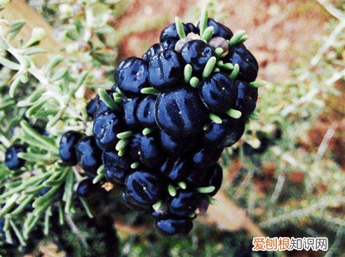 黑果枸杞怎么吃好怎么区分黑枸杞的真假