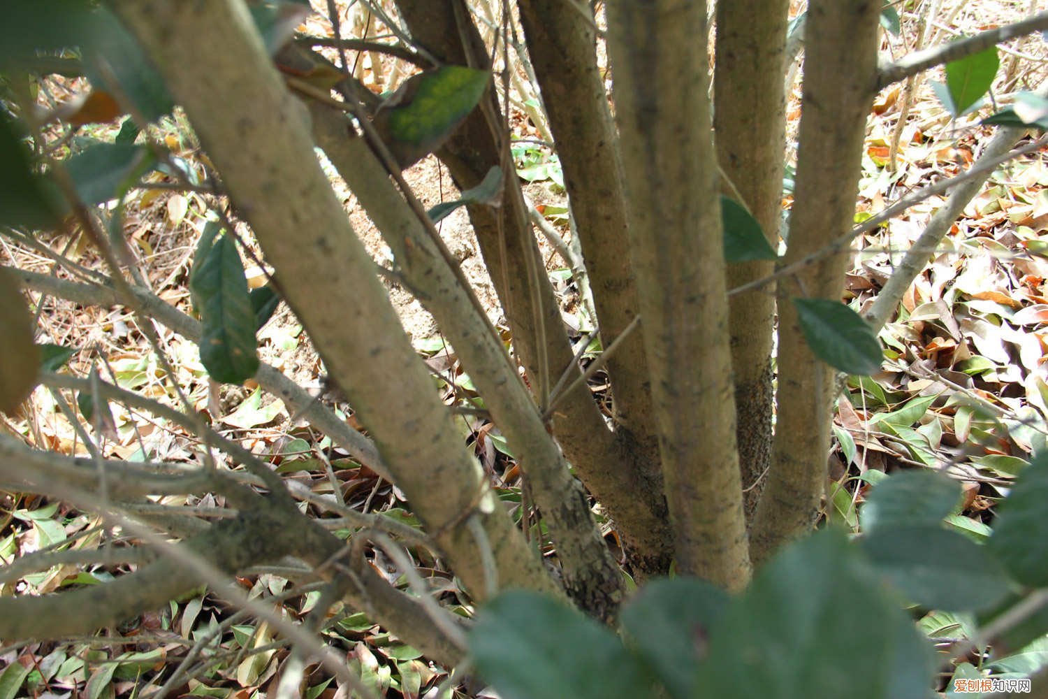 桂花适合大盆还是小盆 桂花适合浅盆还是深盆