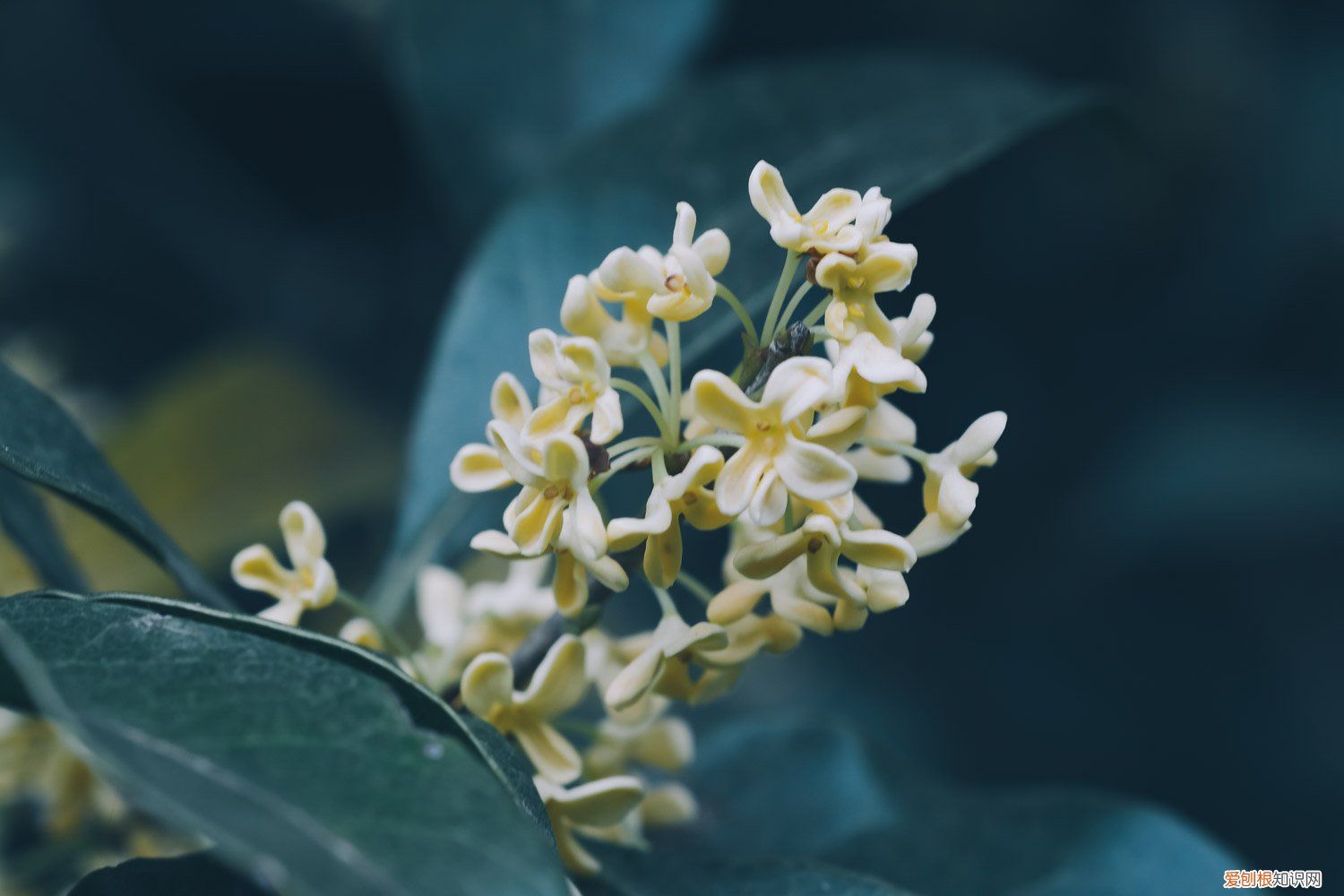 桂花什么时候换盆最好活 桂花什么时候换盆最好