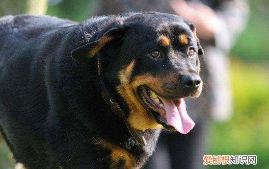 罗威纳犬怎么喂养 罗威纳犬喂养方法