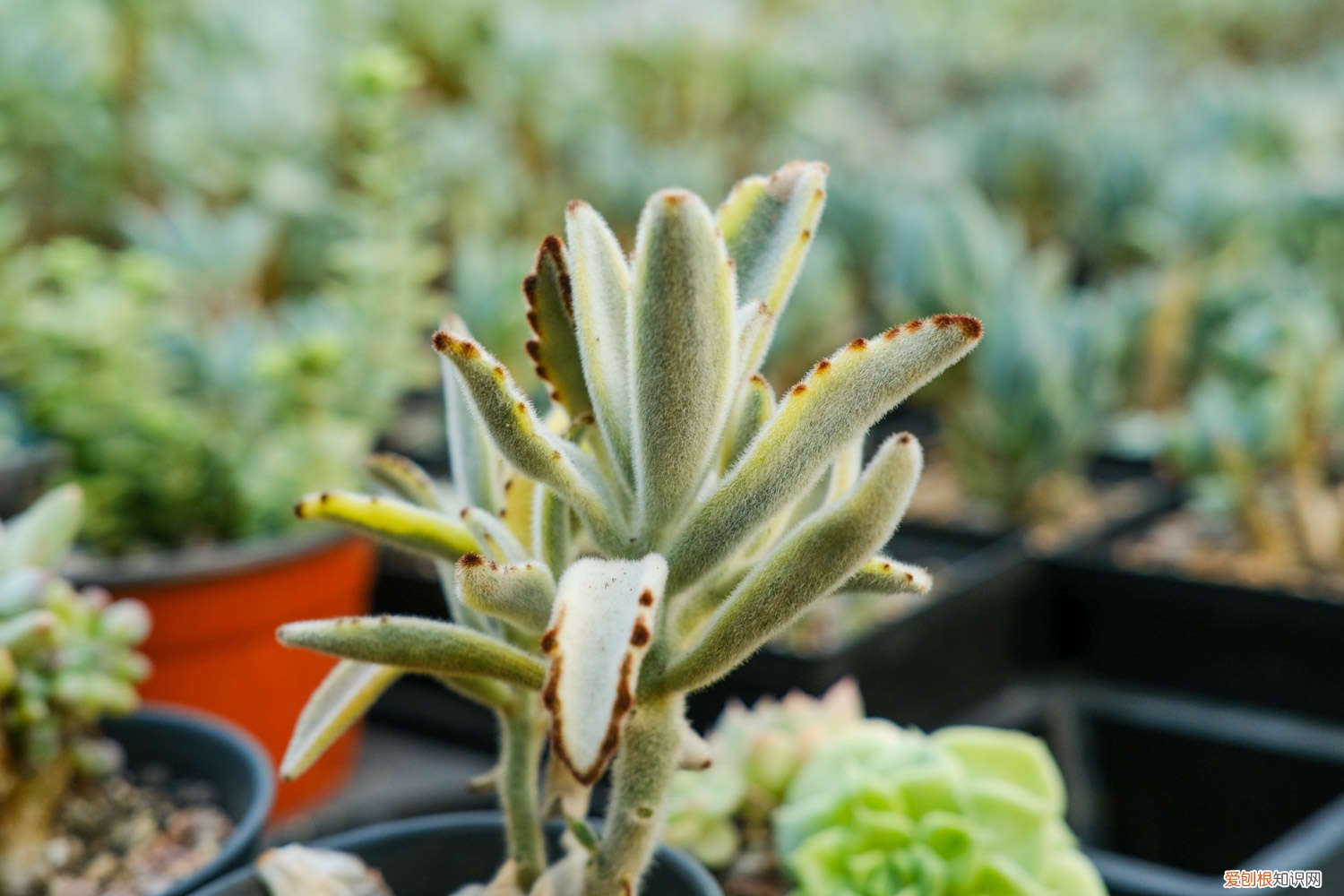 月兔耳徒长如何修剪 月兔耳怎么变老桩，徒长怎么办