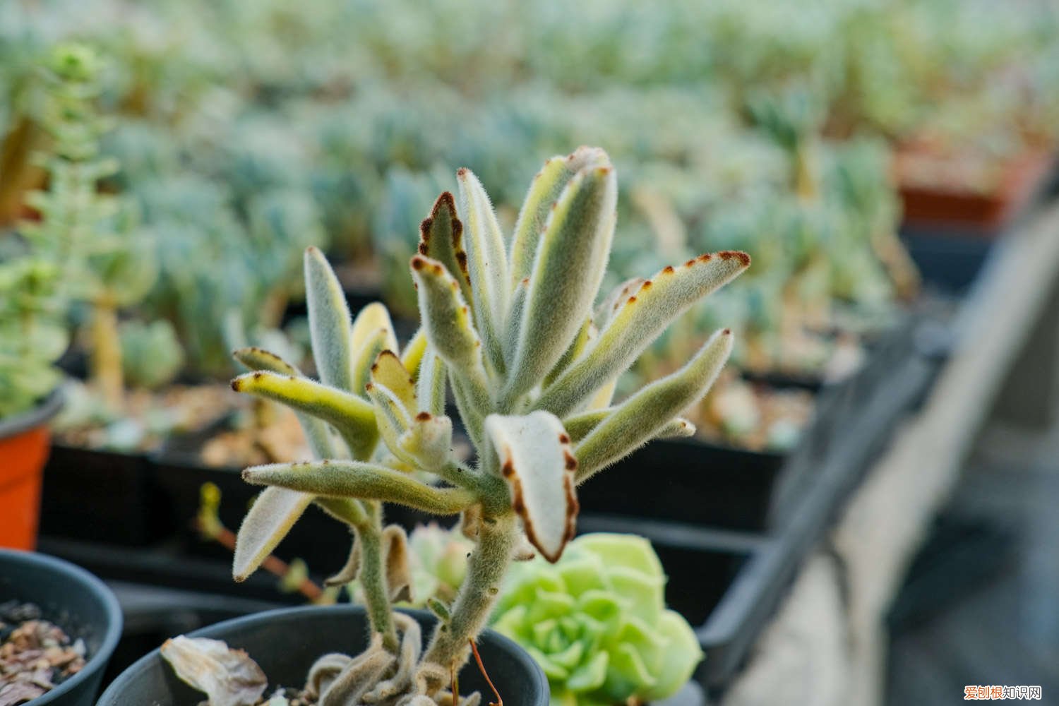 月兔耳徒长如何修剪 月兔耳怎么变老桩，徒长怎么办