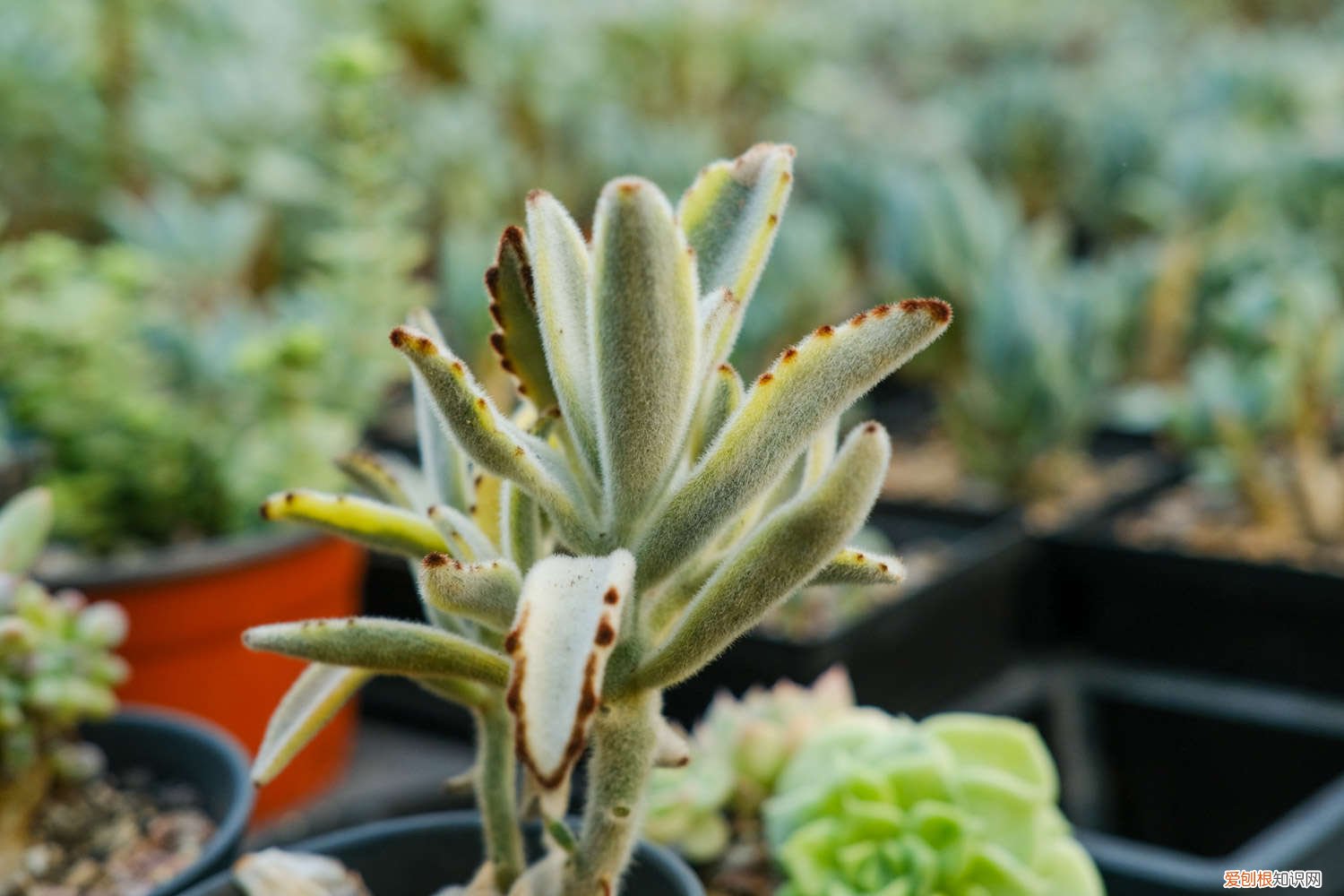 月兔耳徒长如何修剪 月兔耳怎么变老桩，徒长怎么办