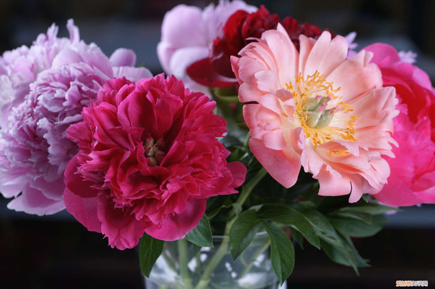 春天种的牡丹花叶子不开 牡丹国色天香,但是总不开花,快看看是不是浇水出了问题