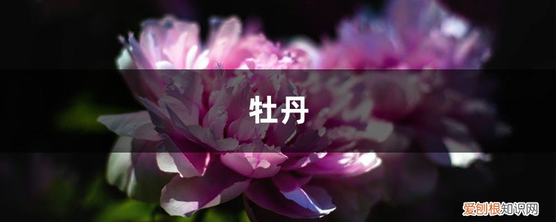 春天种的牡丹花叶子不开 牡丹国色天香,但是总不开花,快看看是不是浇水出了问题