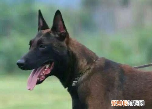 为什么马犬不合适家养 马犬不适合家养的原因