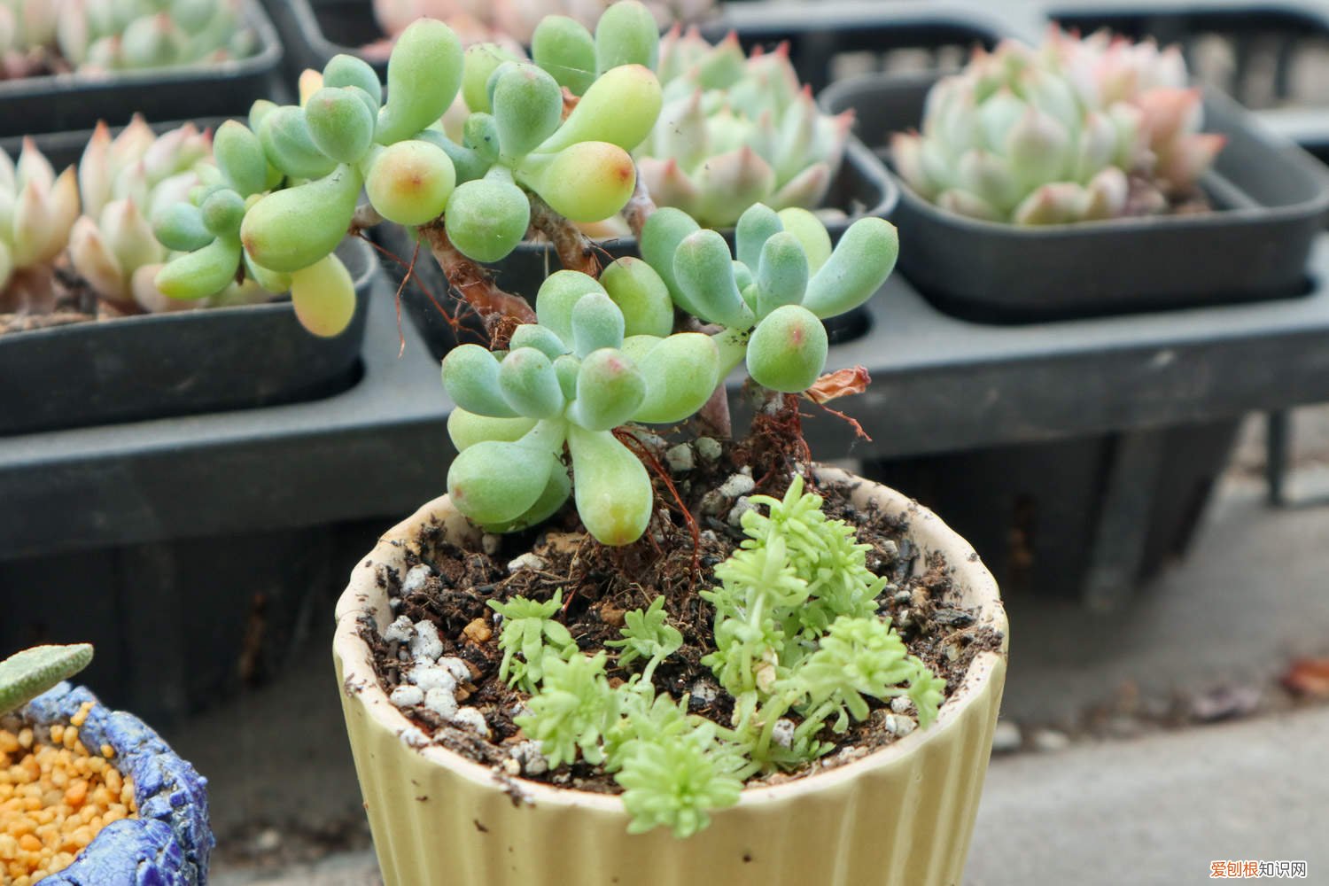 乙女心掉下来的叶子能扦插么 乙女心怎么修剪，怎么扦插