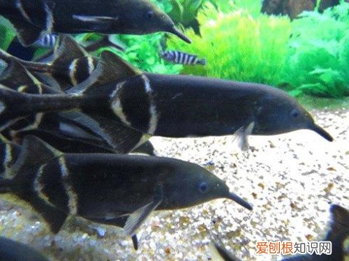 象鼻鱼好养吗新手养鱼要注意什么