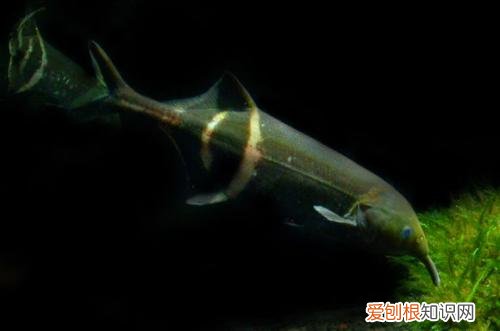象鼻鱼好养吗新手养鱼要注意什么