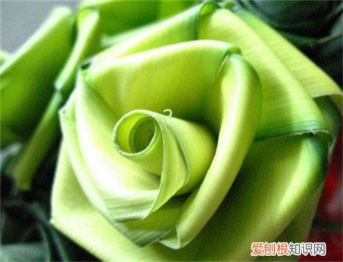 棕榈叶的寓意如何用棕榈叶折玫瑰花