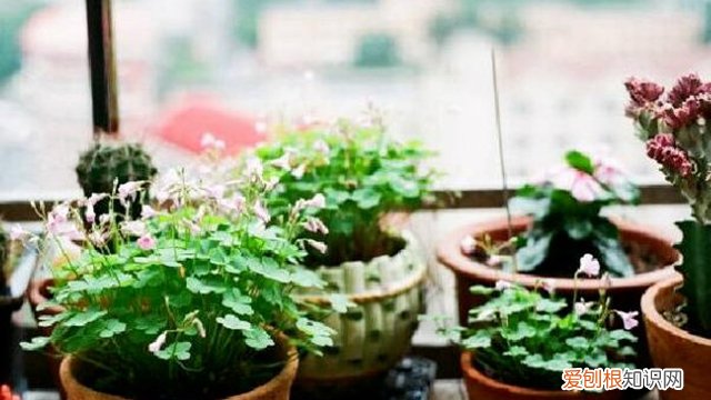 吸水花盆怎么浇水 浇水是个“老大难”!花盆里插几根吸管,能轻松不少