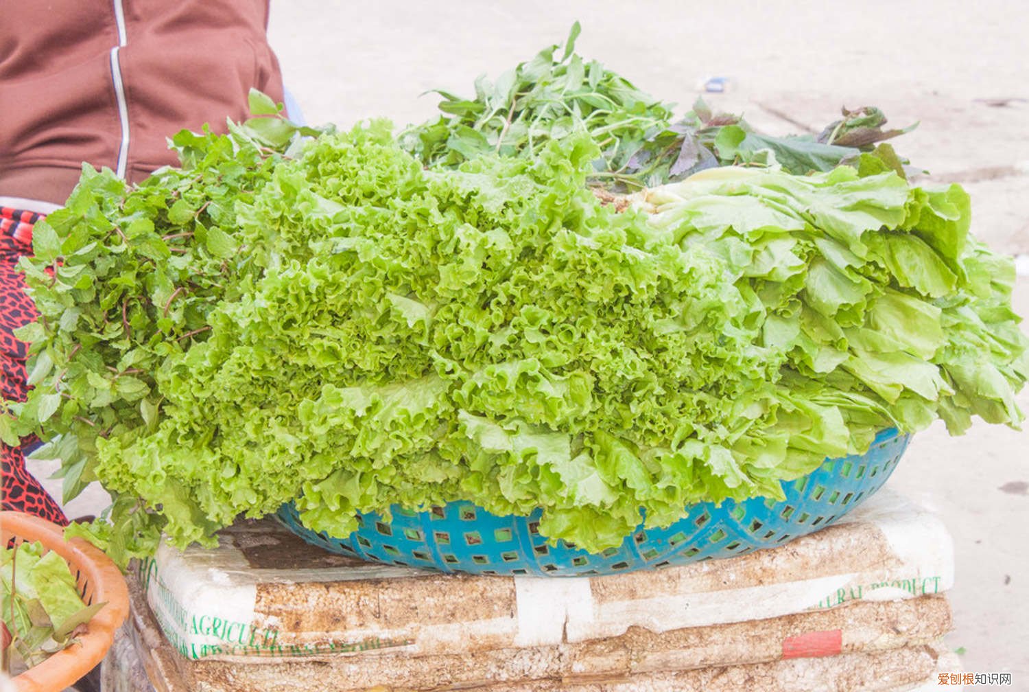 生菜怎么种植容易发芽?生菜浸种催芽技术 生菜怎么种植容易发芽