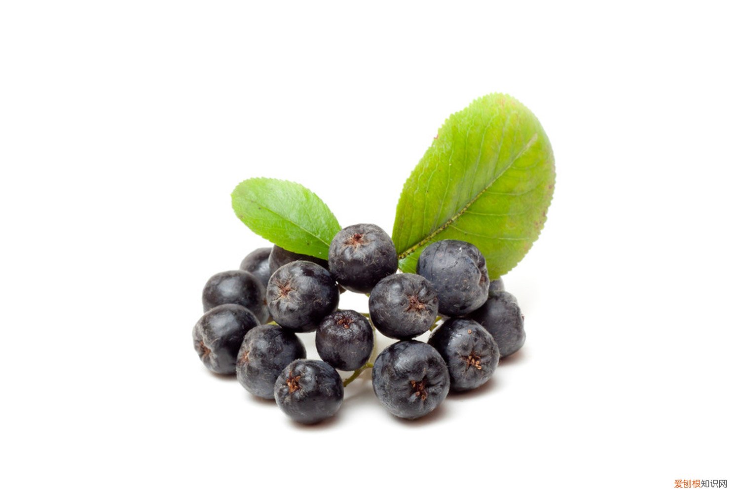 蓝莓树苗怎么种植阳光 蓝莓树苗怎么种植