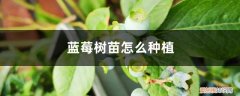 蓝莓树苗怎么种植阳光 蓝莓树苗怎么种植