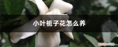 小叶栀子花怎么养才能开花 小叶栀子花怎么养