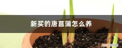 唐菖蒲的养殖方法和注意事 新买的唐菖蒲怎么养