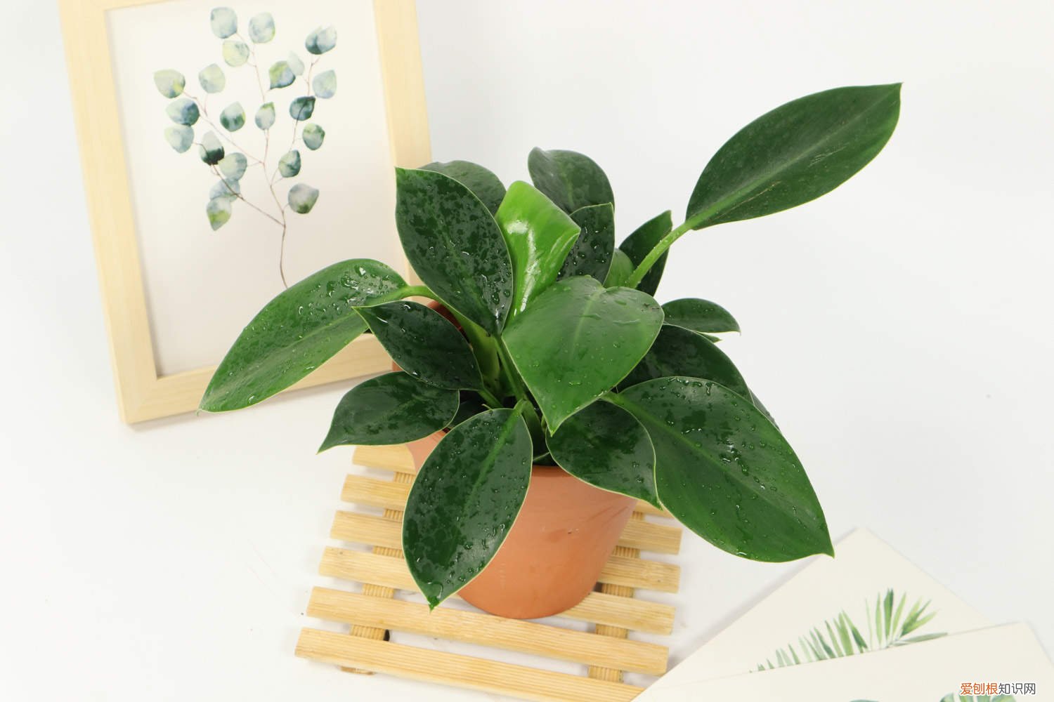 家里养金钻好还是红钻好 新买的金钻怎么养