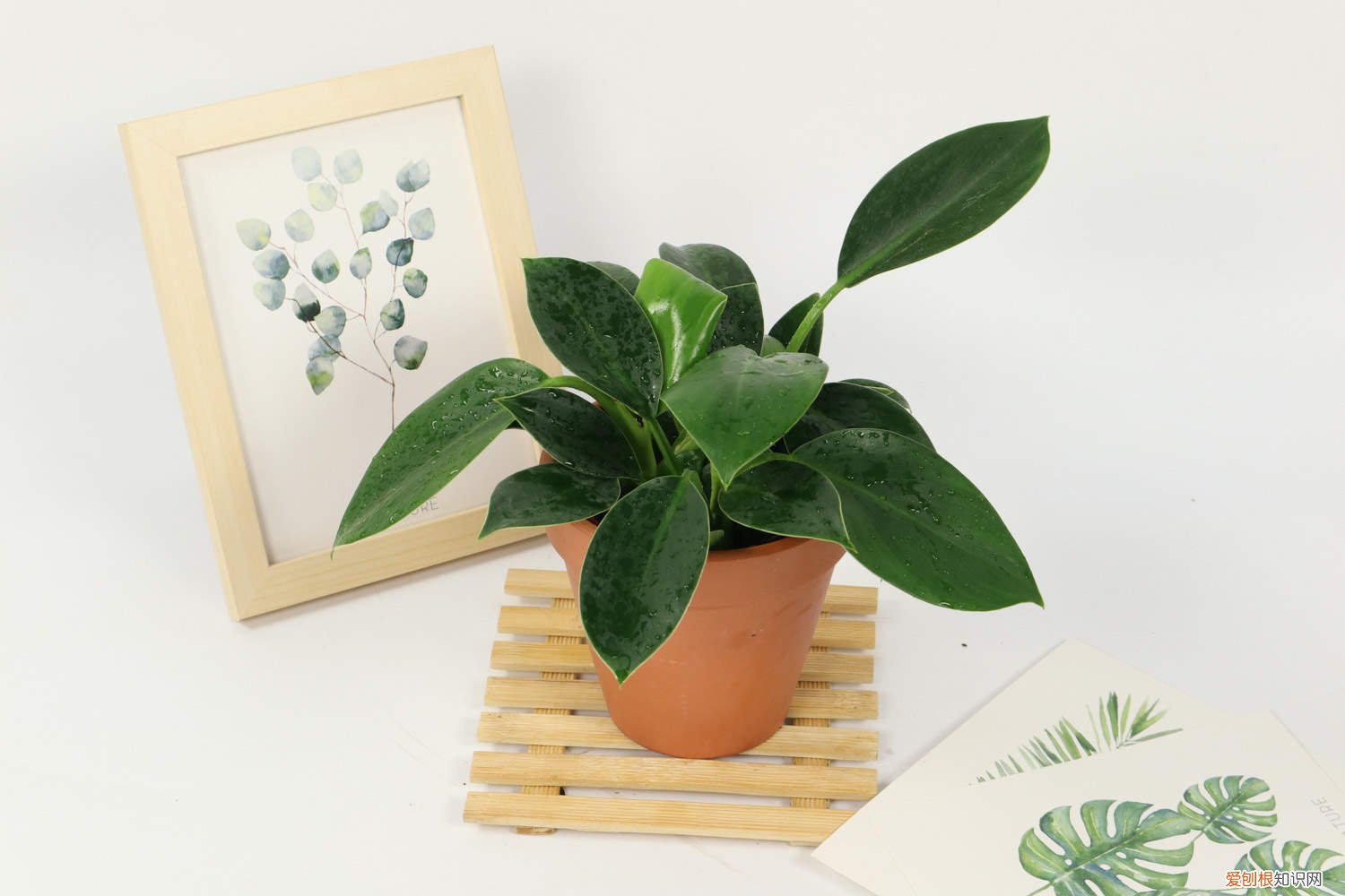 家里养金钻好还是红钻好 新买的金钻怎么养