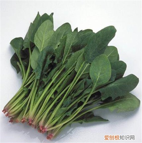 菠菜子熬水喝好处介绍 菠菜不能和什么一起吃