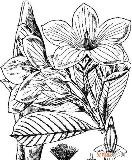 断肠花长啥样 传说毒性很猛是真的吗