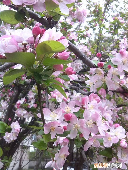 断肠花长啥样 传说毒性很猛是真的吗