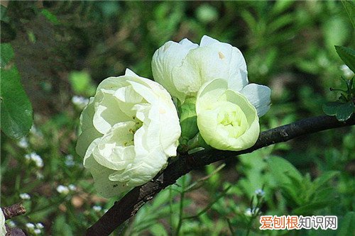 断肠花长啥样 传说毒性很猛是真的吗