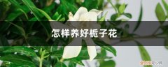 怎样养好栀子花栀子花 怎样养好栀子花