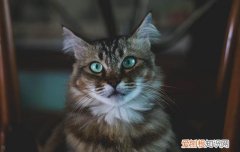 猫能吃多少鸡蛋黄 猫能吃多少蛋黄