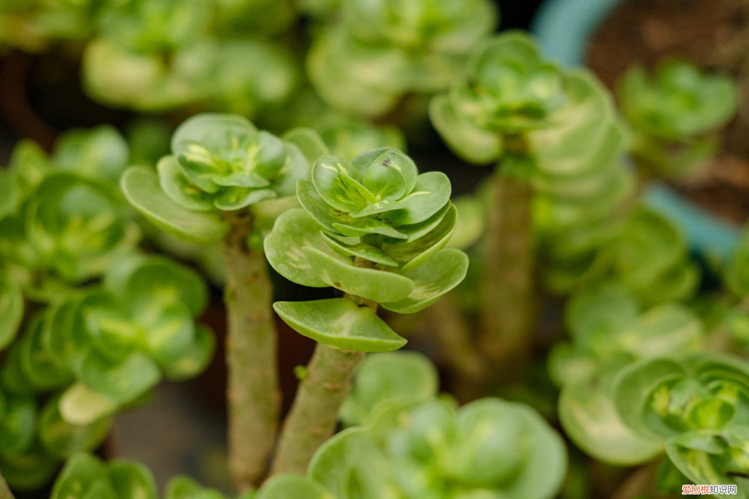 养金钱木的注意点 新买的金钱木怎么养