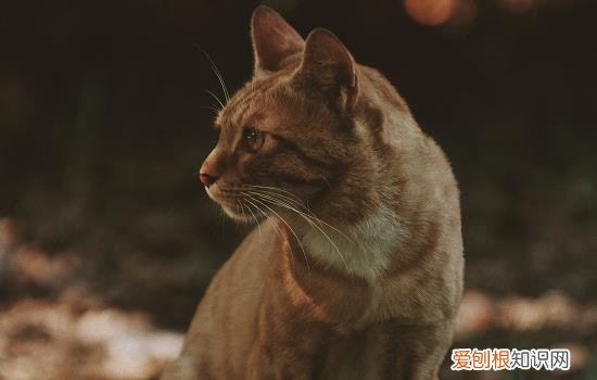 猫猫小时候粘人长大粘人吗 小猫粘人长大也粘人吗