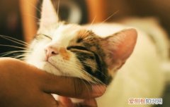 猫为什么会吃老鼠呢视频 猫为什么会吃老鼠呢