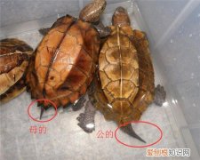 巴西龟怎么分公母 4张图让你轻松分清公母巴西龟