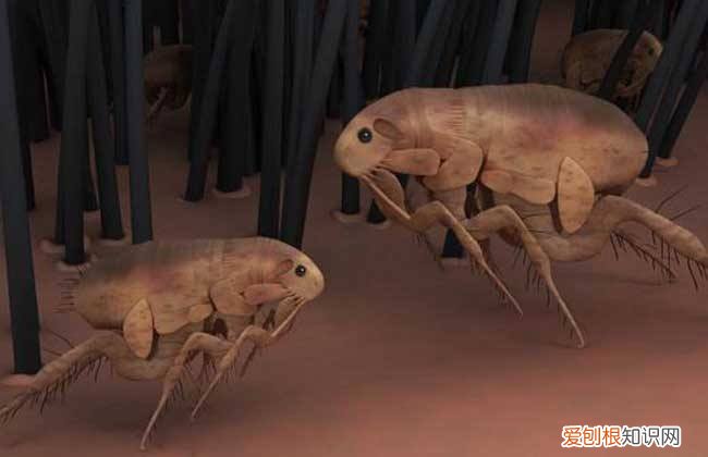 跳蚤怎么消灭 如何预防家里生跳蚤