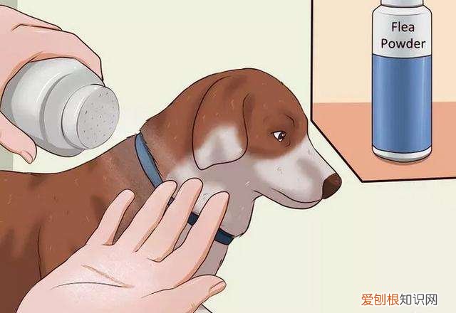 跳蚤怎么消灭 如何预防家里生跳蚤
