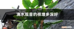 滴水观音有根吗 滴水观音的根埋多深好