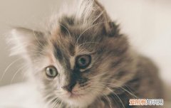 小猫吐了好几天 50天小猫吐了是怎么回事