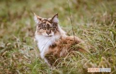 猫能憋住多久不拉屎 猫可以憋住八小时不大小便吗