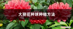 大丽花 种植方法 大丽花种球种植方法