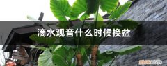 滴水观音现在能移盆吗 滴水观音什么时候换盆