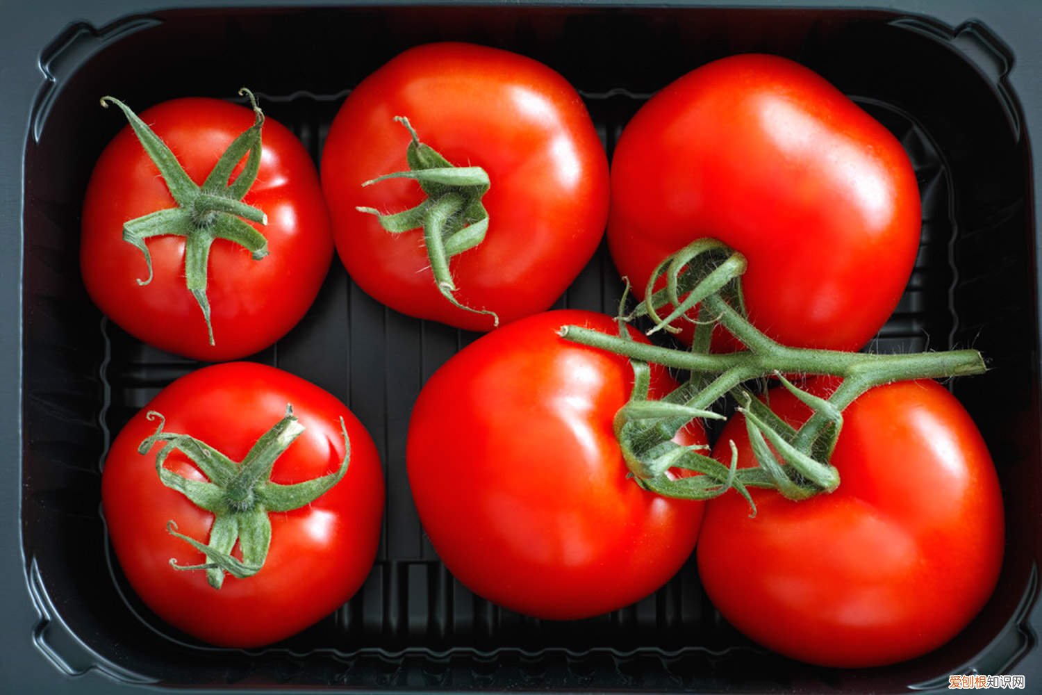 番茄种植技术和管理技术视频 番茄种植技术