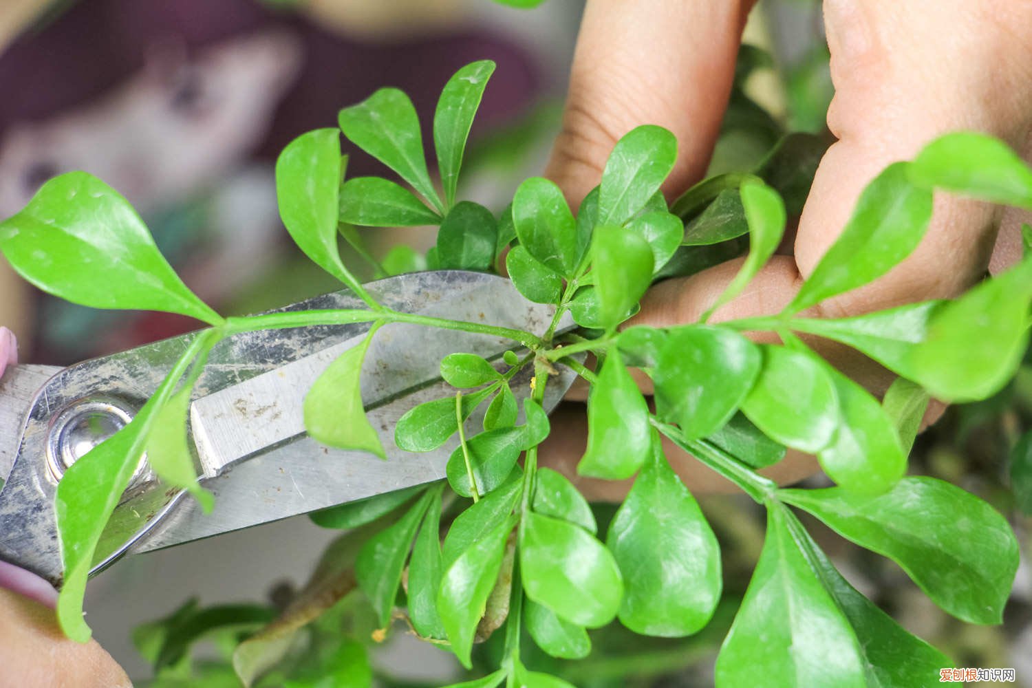 米兰盆栽养殖方法和注意事项 米兰盆栽怎么养