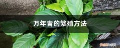 万年青的繁殖方法视频 万年青的繁殖方法