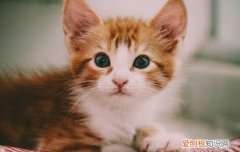 猫咪可不可以吃榴莲 猫咪可以吃榴莲吗